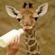 Image for article titled Baby Giraffe Tee-Totals on New Year's